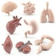 thumbnail image 5 of Modelos de órganos humanos, 8 piezas Simulación Cuerpo humano Órganos humanos Material didáctico Simulación Modelos de órganos Rendimiento de alta gama, 5 of 8
