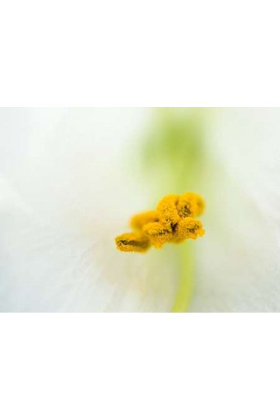 Pollen I Canvas Art - Beth Wold (18 x 24)
