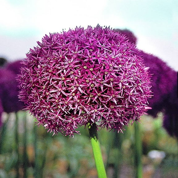 Rotteveel Live Flower Bulbs, Purple Sensation Allium (Pack of 10)