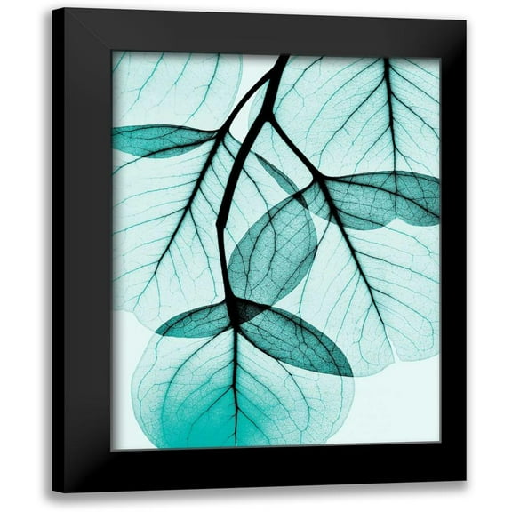 Koetsier, Albert 12x14 Black Modern Framed Museum Art Print Titled - Teal Eucalyptus