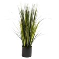 thumbnail image 1 of 3&rsquo; Plante d'Herbe d'Oignon, 1 of 1