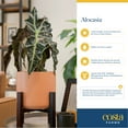 thumbnail image 6 of Costa Farms 10" Alocasia Polly  Live House Plants in 5" Self-Watering Planter, 6 of 11