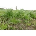 thumbnail image 2 of Tall Fescue Grass Seeds for Planting (3 Pounds), 2 of 3