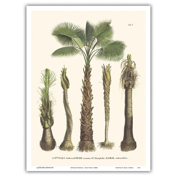 Bahia Piassava Palm Tree (Attalea Funifera) - Trunk and Stem - Vintage Botanical Illustration by Carl Friedrich Philipp von Martius c.1820s - Master Art Print (Unframed) 9in x 12in