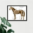 thumbnail image 3 of Skeletal System of Equine Veterinary Anatomy Chart Horse Animal Bones Illustration Art Print Framed Poster Wall Decor 12x16 inch, 3 of 5