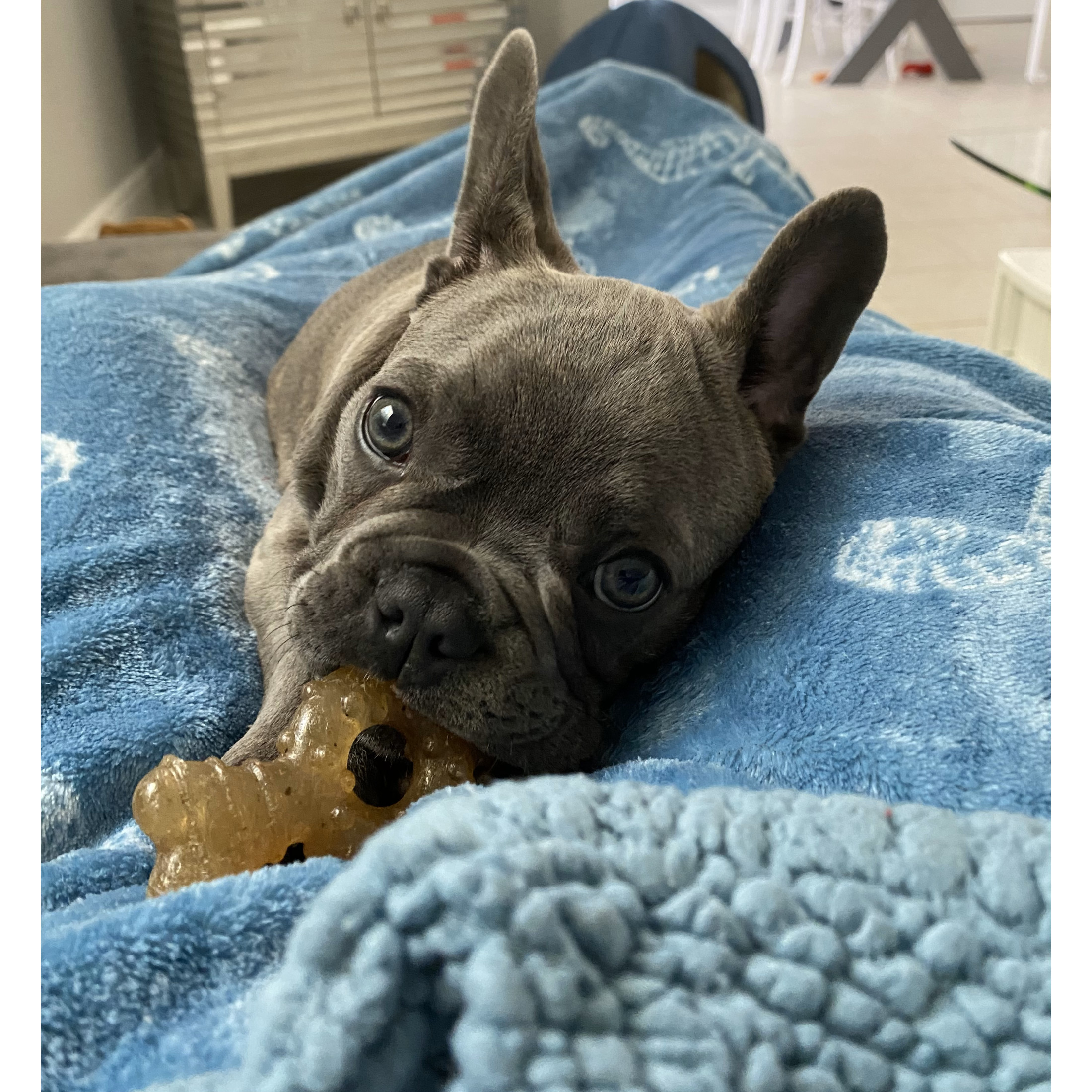 Nylabone Puppy Chew Ring Bone, Chicken Flavor, Medium photo 2