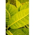 thumbnail image 2 of Millet, Karyn 13x18 Black Ornate Wood Framed with Double Matting Museum Art Print Titled - Green Leaves I, 2 of 4