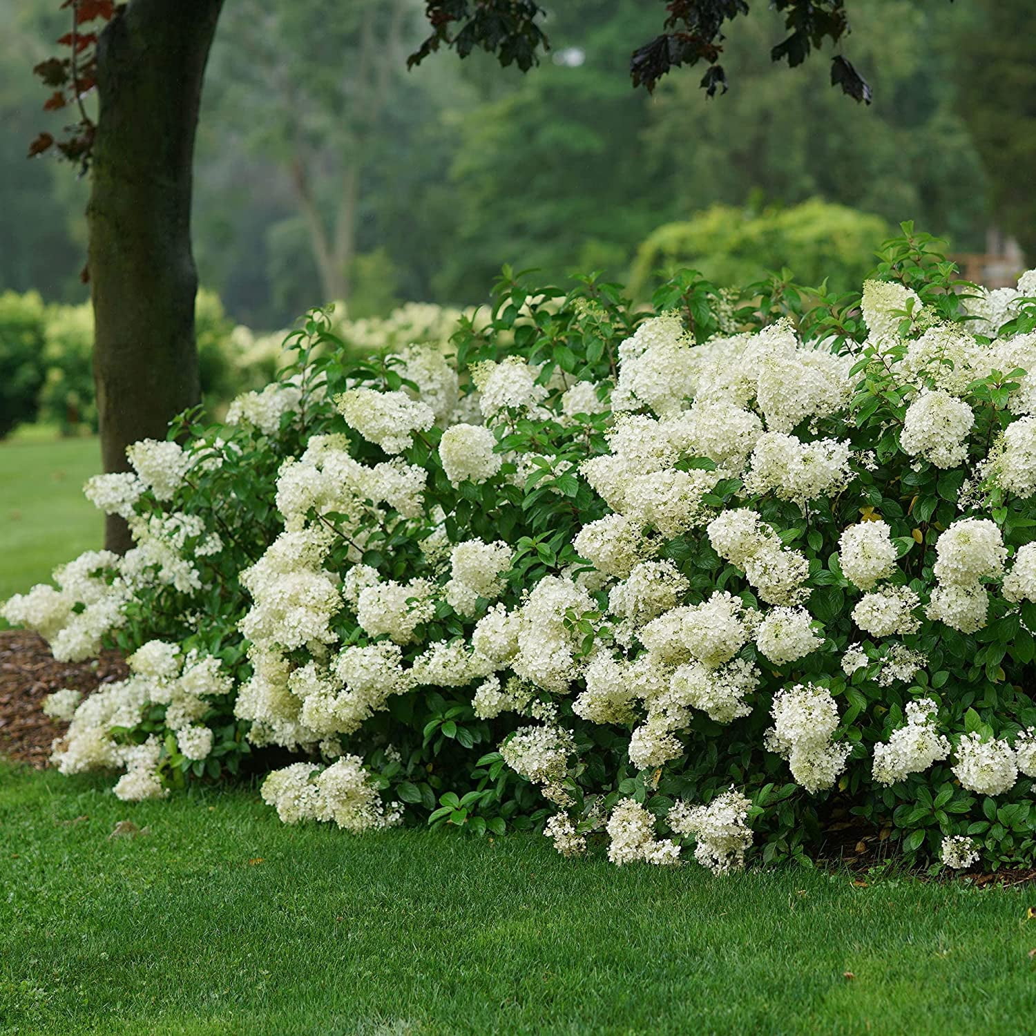 Proven Winners ColorChoice Bobo Hydrangea Live Shrub (2 Gallon)