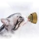 thumbnail image 2 of Rotating Natural Catnip Ball Molars Cleans Teeth Bites Catnip Balls Healthy Promote Digestion Cat Grass Snack He Qiyong unisex, 2 of 2