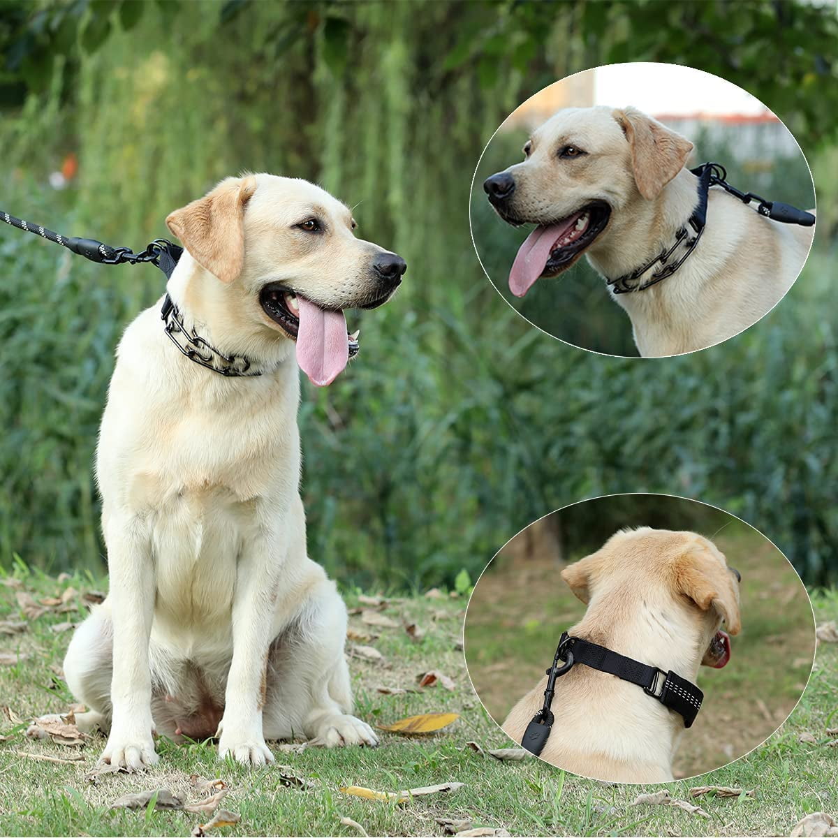 Wolfwill NoShock Dog Training Collar Review A Gentle Training Option