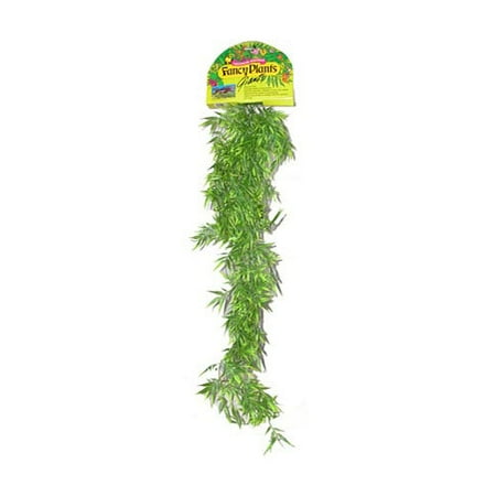 Fancyplants Giant Bamboo