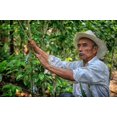 thumbnail image 3 of Caf&eacute; Capeltic Org&aacute;nico Gourment Molido 1KG - Cultivado, cosechado y tostado en Chiapas, M&eacute;xico, 3 of 6