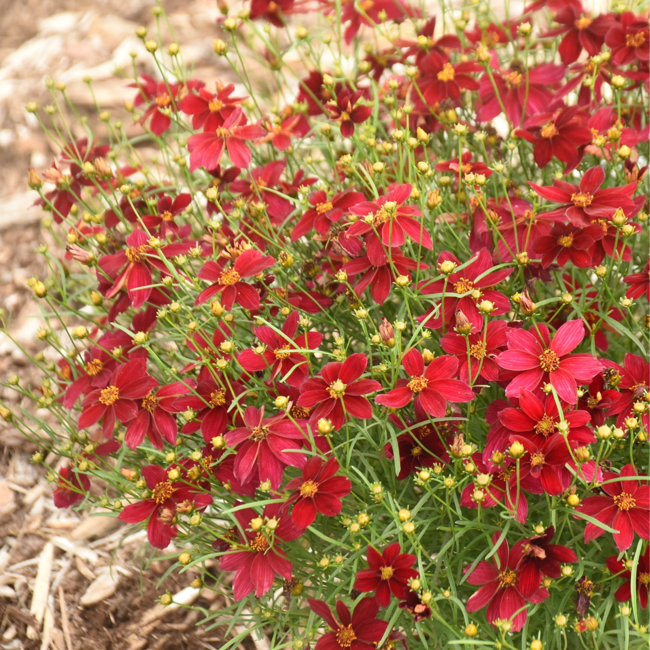 Proven Winners 6" Red Designer Threads 'Scarlet Ribbons' Threadleaf Coreopsis Live Plant in 6.5" Pot
