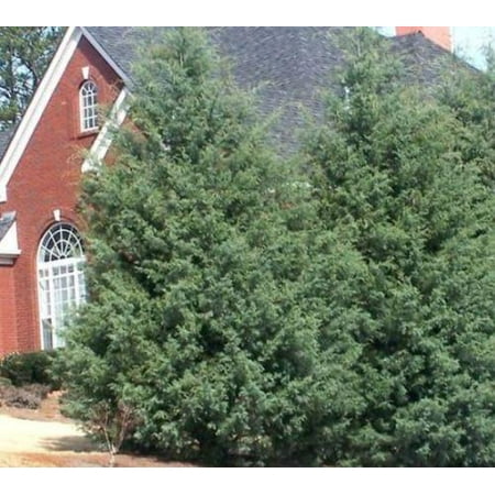 Carolina Sapphire Arizona Cypress Tree - Live Plant, (Best Plants For Arizona Summer)