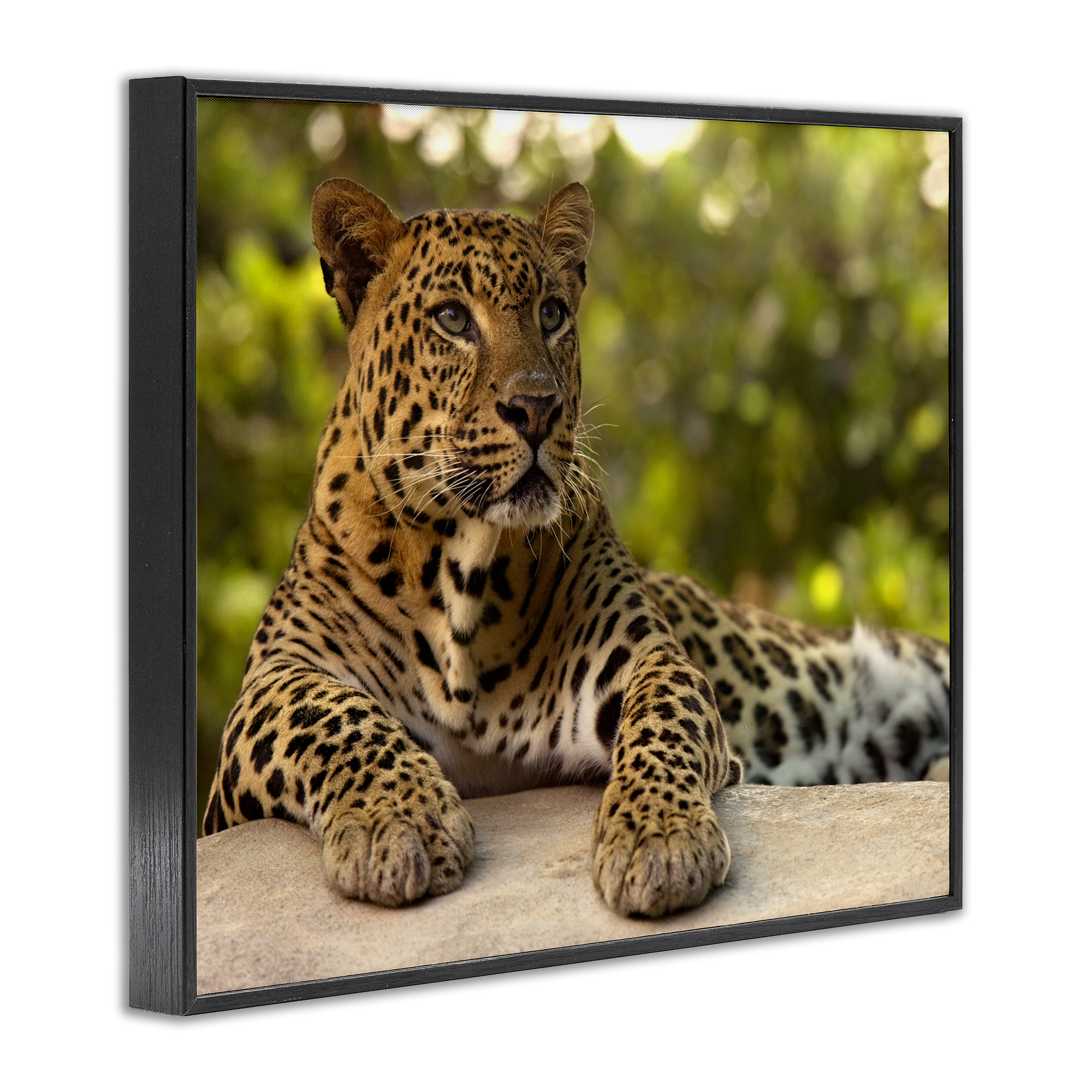 Leopard Gazing Relaxation Black Framed Giclee Art, design by MJ Photography
