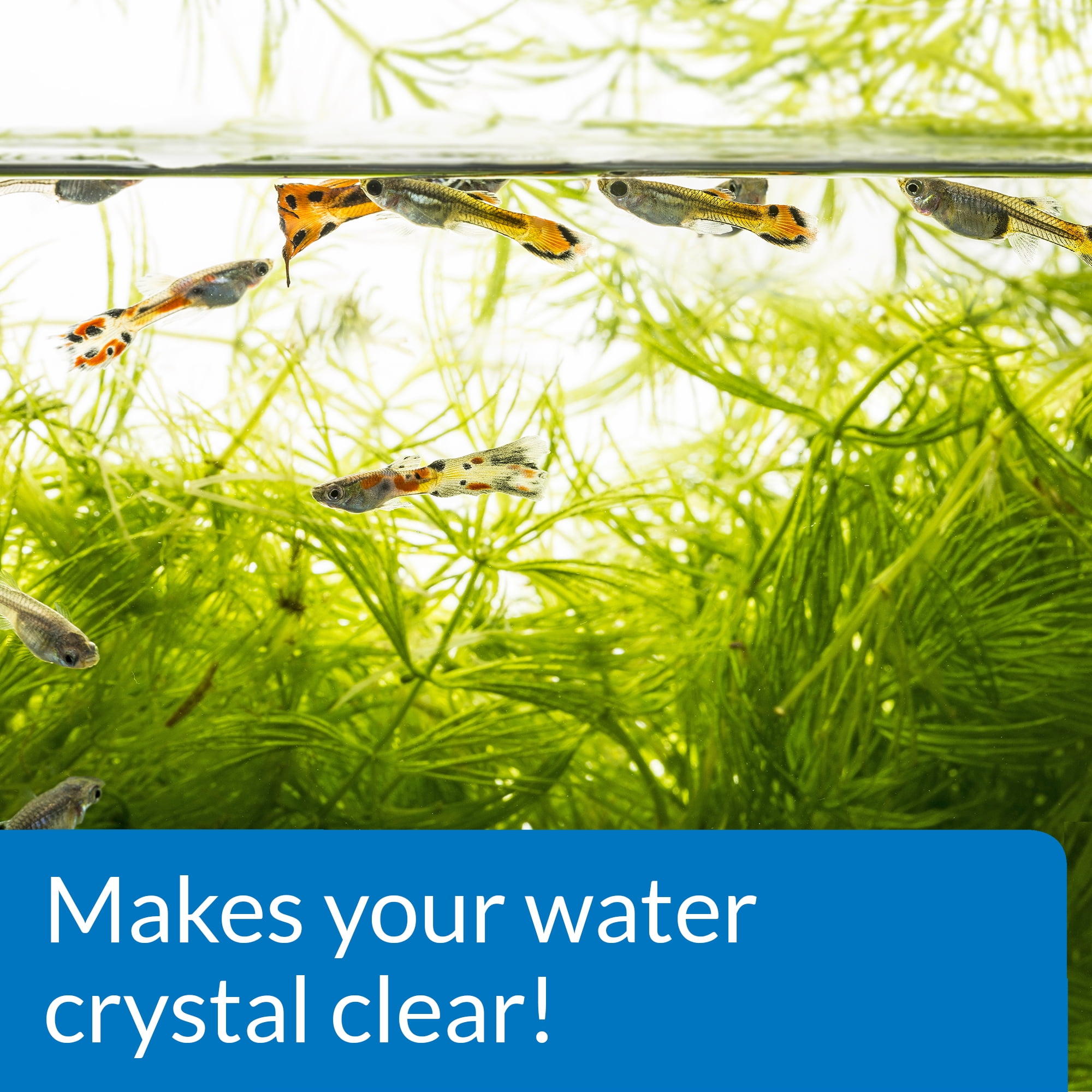 How To Get Crystal Clear Water In Your Fish tank! 