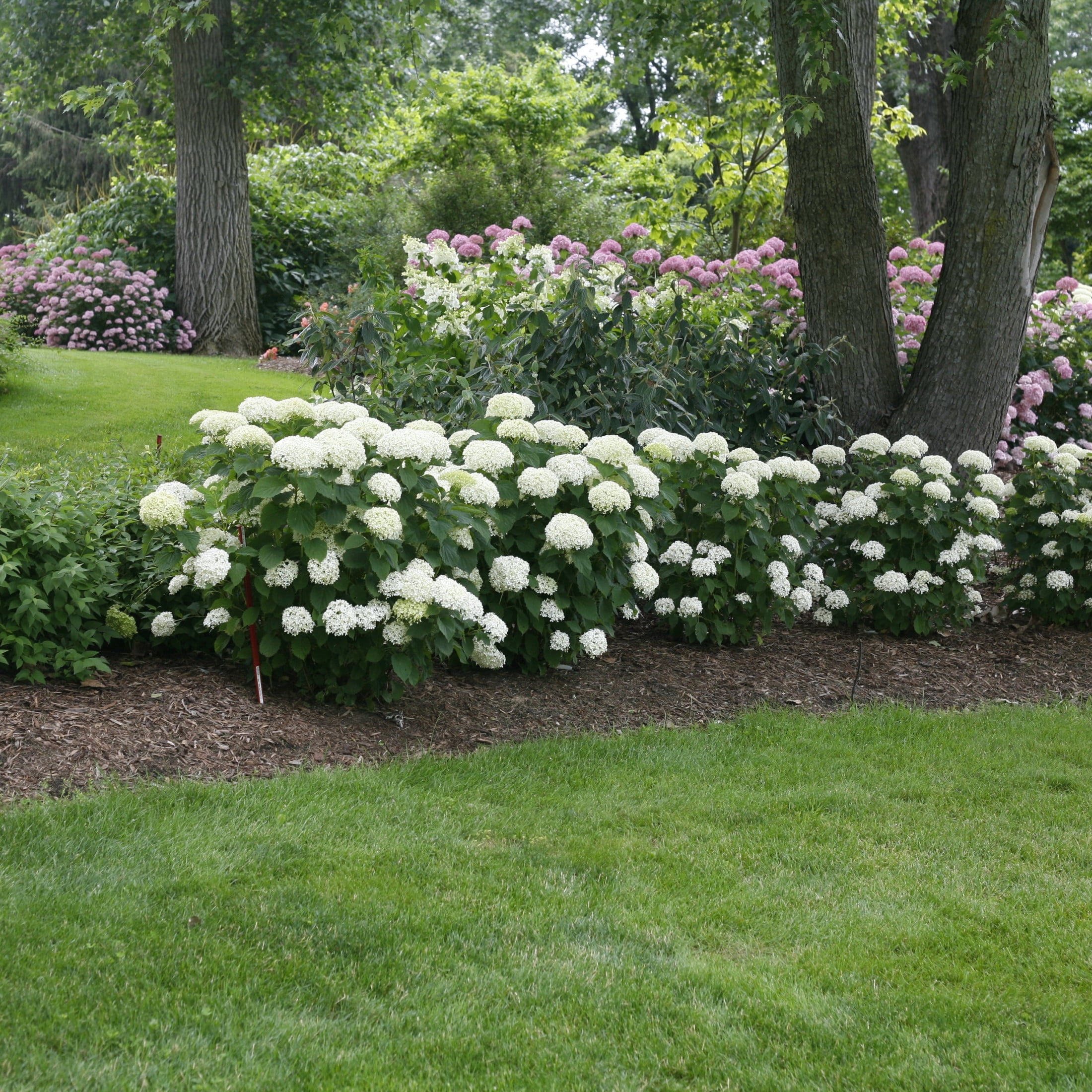 Proven Winners ColorChoice 5" Invincibelle Limetta Smooth Hydrangea Live Plant in 4.5" Pot (4 Count)