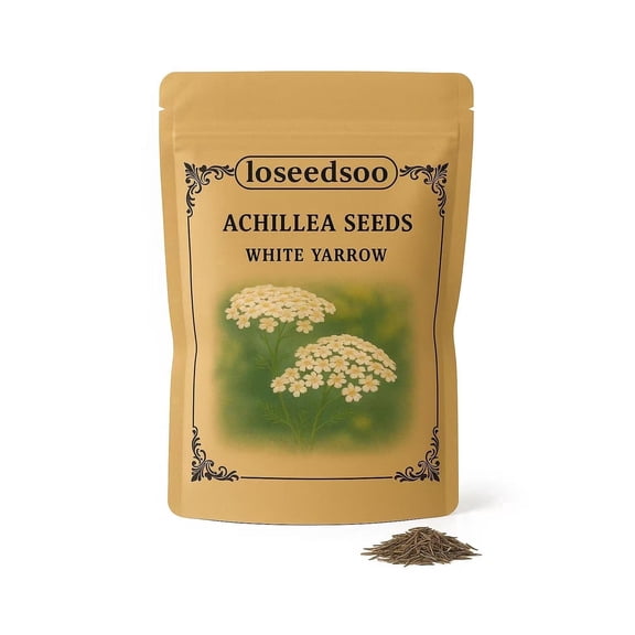White Yarrow Seeds for Planting – 2g Bulk Pack (12000 Seeds) – Non-GMO Heirloom Wildflower by Loseedsoo – Perennial, Easy to Grow, Pollinator Attractant