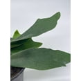 thumbnail image 5 of BubbleBlooms Staghorn Fern, Platycerium bifurcatum, Crown, Elkhorn Fern, 4 inch Pot, 5 of 9