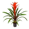 thumbnail image 1 of Bromelia en maceta, 1 of 2