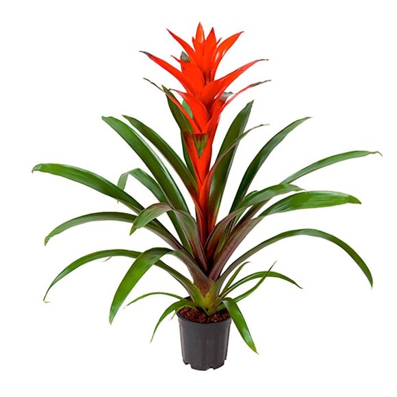 Bromelia en maceta
