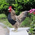 thumbnail image 3 of Estatua de de simulación, figurita de Animal , artesanía artística, escultura de pollo, estatua de pollo para estante, Patio, fotografía , l L, 3 of 7