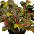 thumbnail image 5 of Red Nerve Plant 2 inch Set of 3 Mosaic Red Veined Fittonia Tiny Mini Pixie Plants, 5 of 7