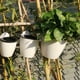 thumbnail image 4 of Wosthever Maceta de resina de primera calidad para plantas, autorriego, elegante y práctica, 7 pack/lote Jardín y Patio blanco 130, 4 of 6
