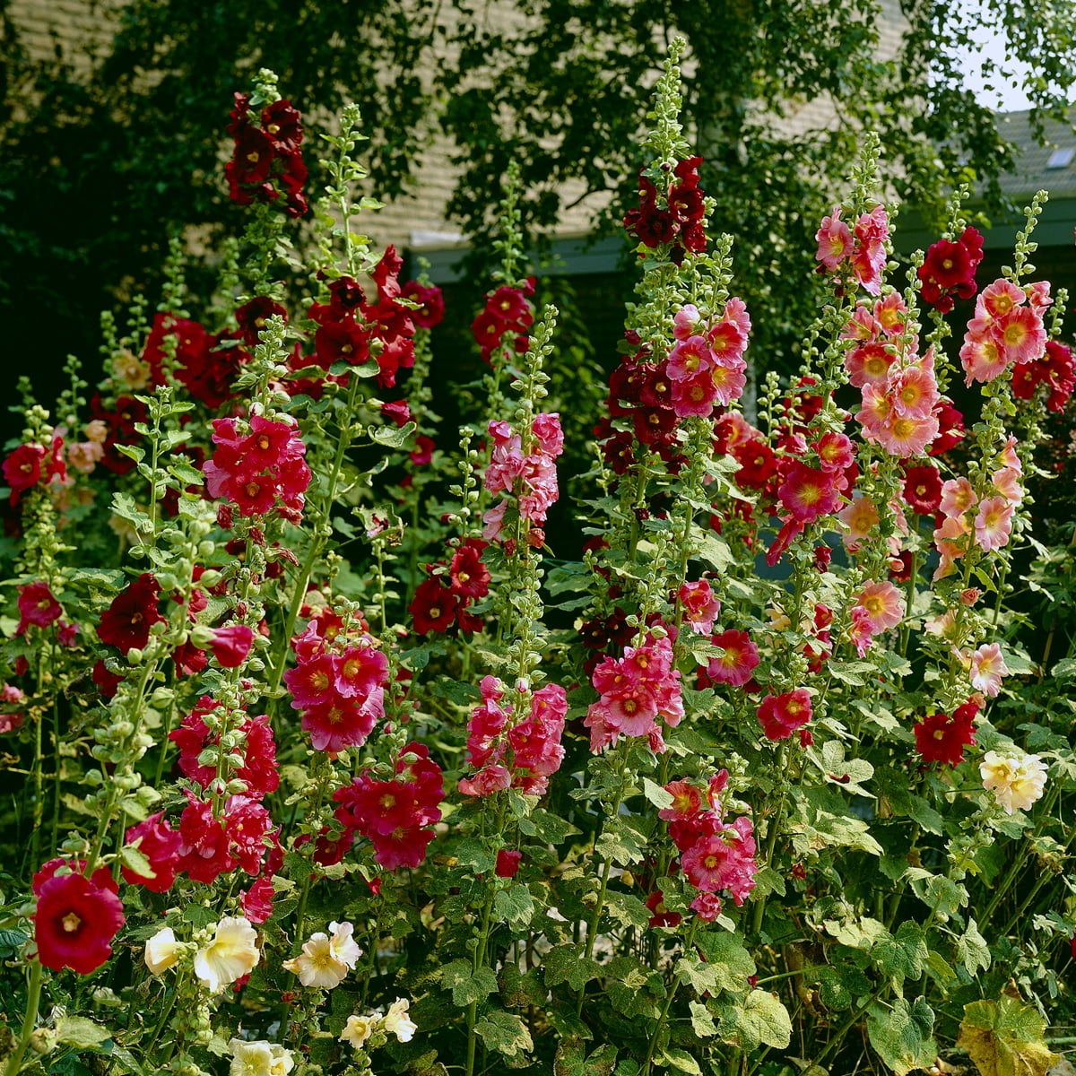 Van Zyverden Hollyhocks Alcea Rosea Red Set of 5 Roots Red Full Sun Perennial Pollinator 1 lb