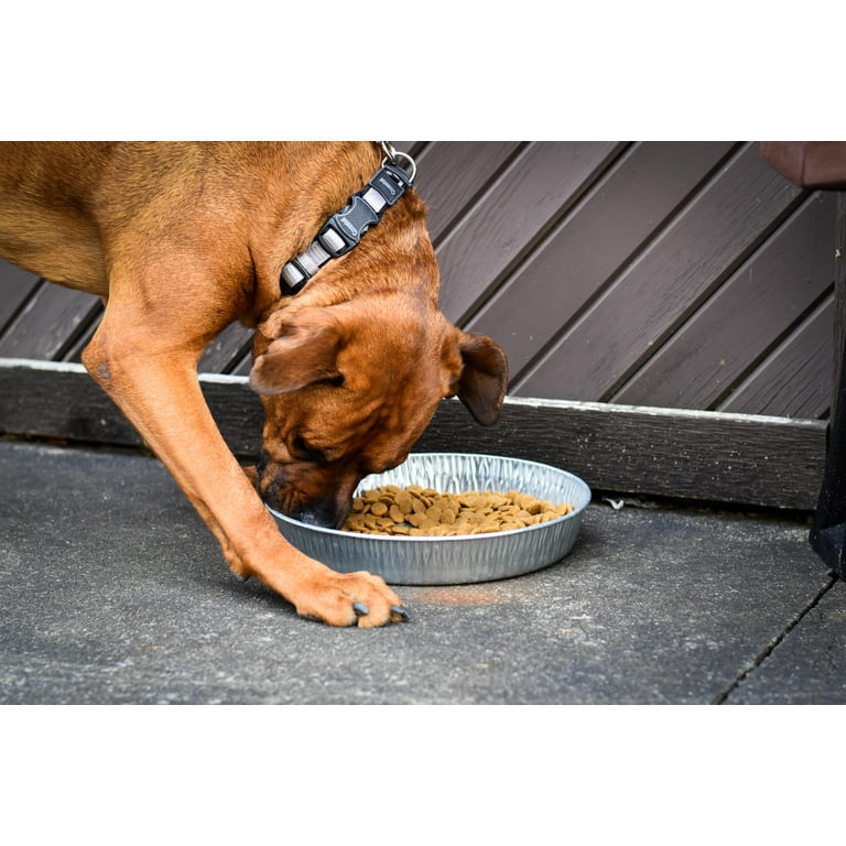 Bergan dog hot sale feeder