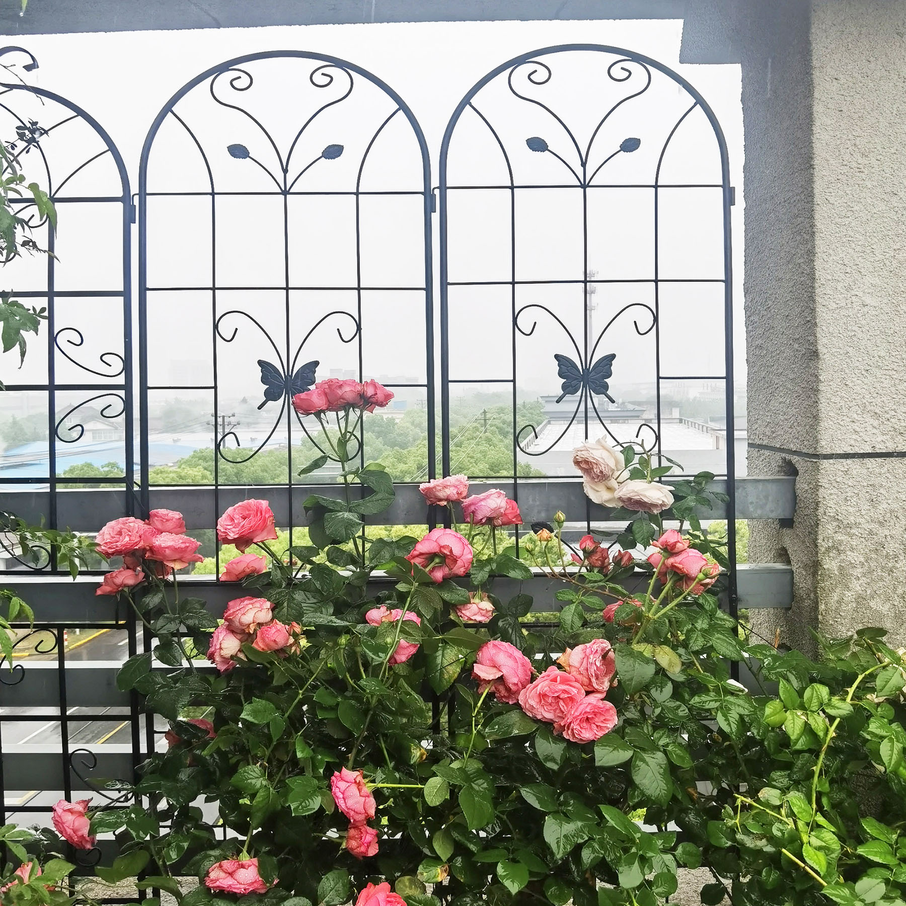 4 Pack Large Garden Trellis 86.7"H x 19.7" W Heavy Duty Rustproof Black Iron Plant Trellis for Potted Plant Support Metal Climbing Rose Trellis Vine Vegetable Cucumber
