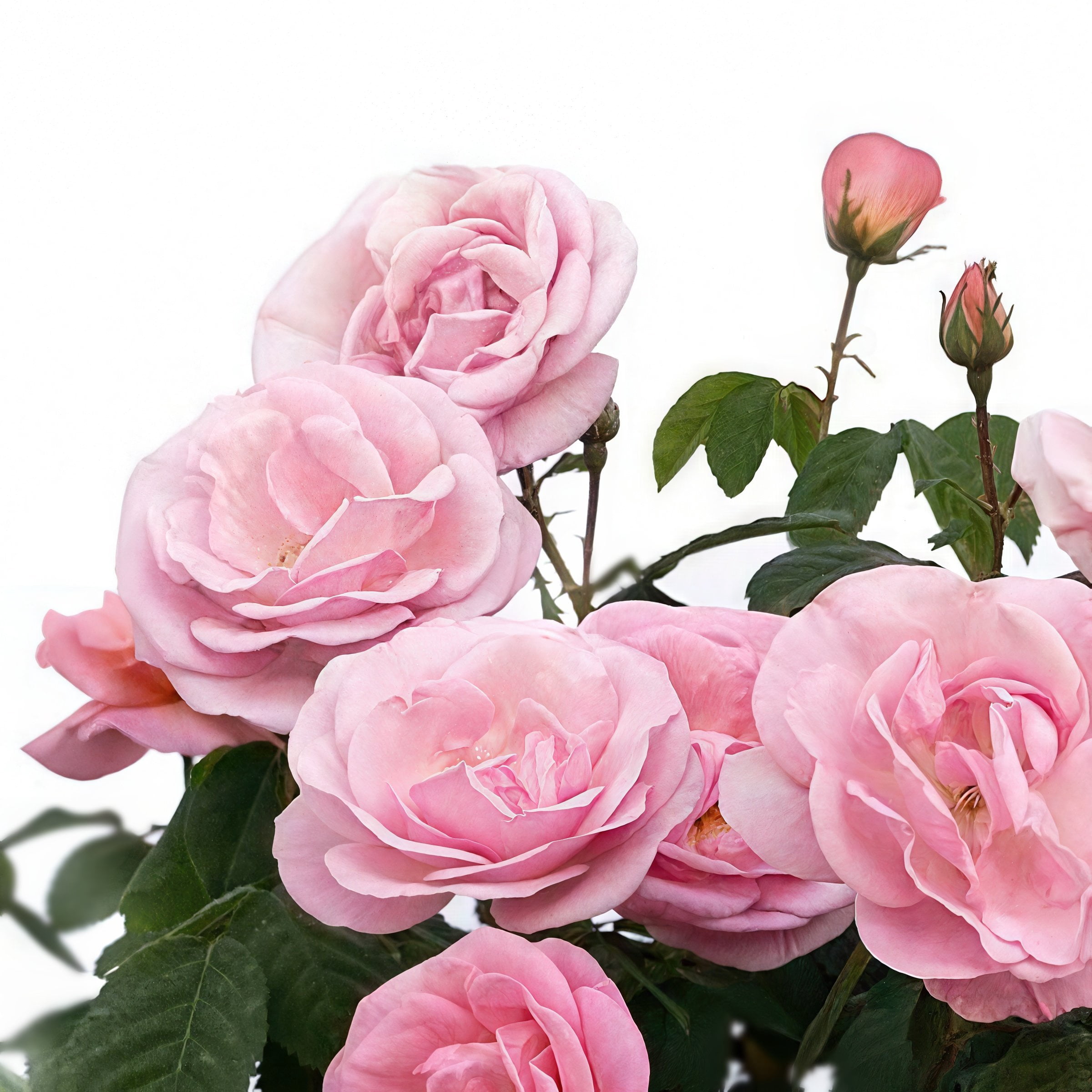 National Plant Network 1 gal. Rose Knockout Peachy