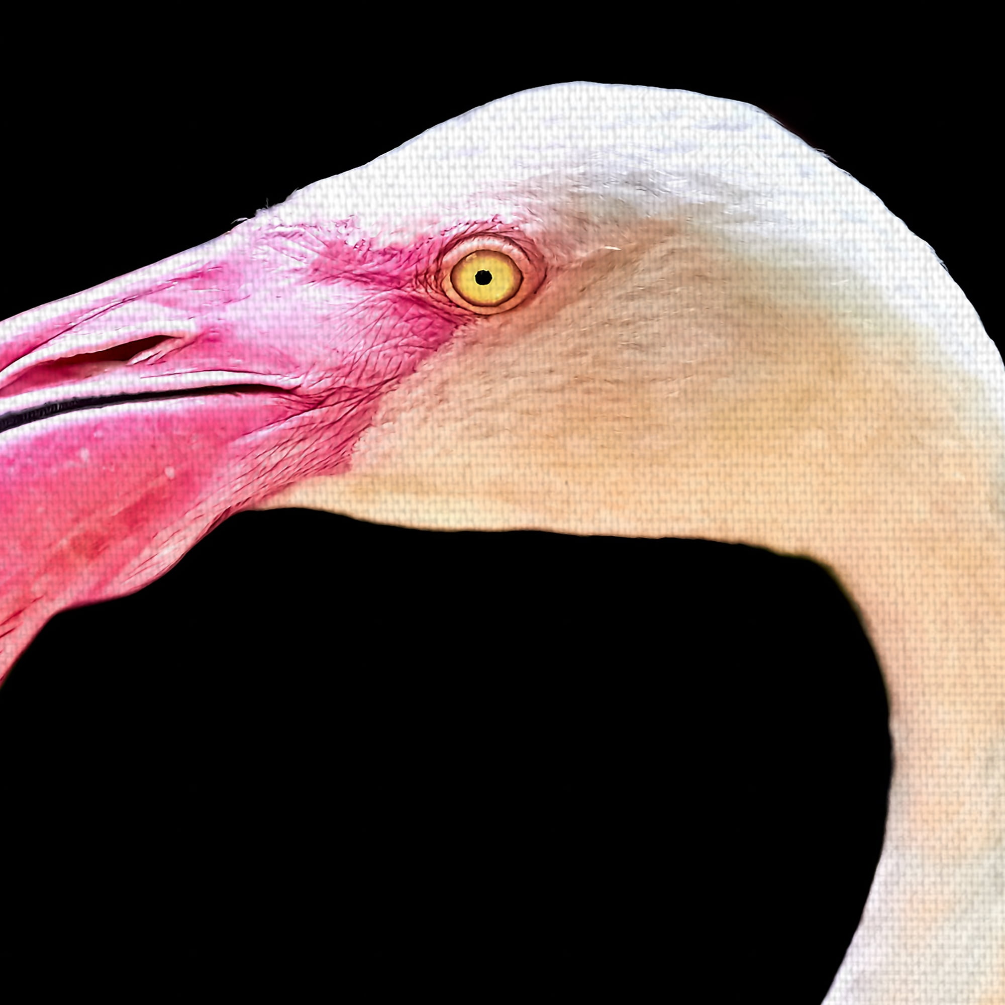 Masterpiece Art Gallery Flamingo Portrait By Mathew Schwartz Canvas Art Print 24" x 36"