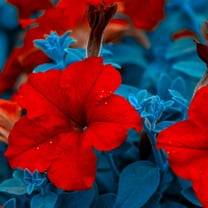 Petunia - Supercascade Series Flower Garden Seed - 1000 Pelleted Seeds - Red Blooms - Annual Flowers - Single Grandiflora Petunias
