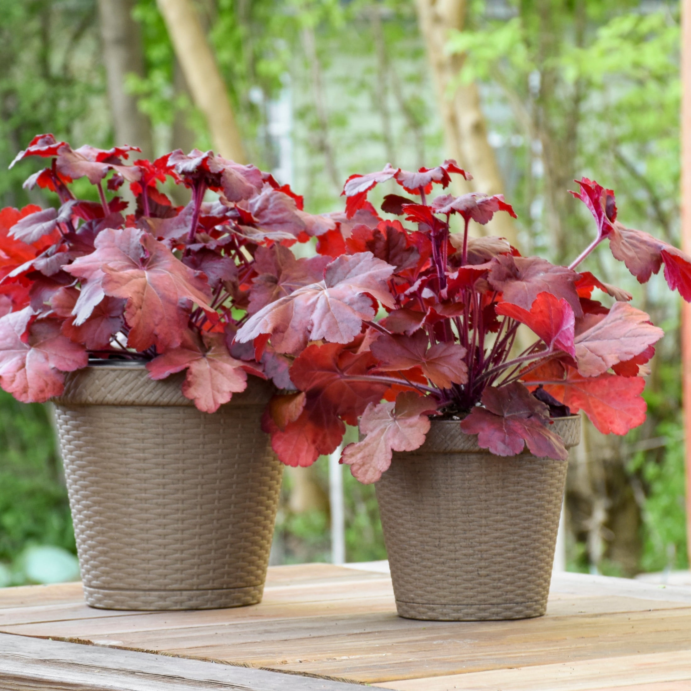 Proven Winners 6" Red Primo 'Mahogany Monster' Coral Bells Live Plant in 6.5" Pot