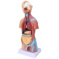 thumbnail image 1 of Body Model, Accurate Structure Human Torso Model Removable Learning Tool  For School For Hospital, 1 of 8