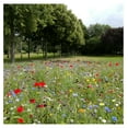 Virginia Wildflower Seed Mix, Covers 325 Sq Ft, 18 Flower Varieties