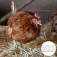 thumbnail image 1 of unbranded Automático De Comida Para Gallinas Con Material Plástico Y Capacidad Mejorada, 1 of 8