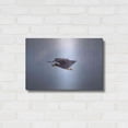 thumbnail image 3 of Luxe Metal Art 'Bald Eagle Soas' by Epic Portfolio, Metal Wall Art, 24"x16", 3 of 8