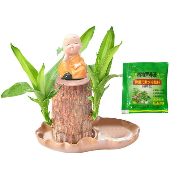2025 New Brazilian Wood , Fortune Brazil Wood Potted , Brazilian Wood Hydroponic , Brazilian Wood,Mini Brazil Wood for Desktop Decoration, with Tray