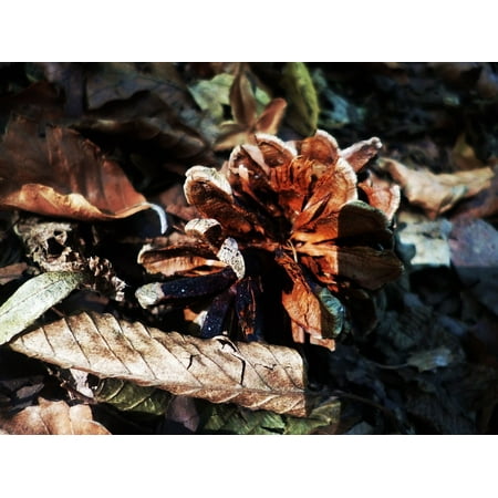 Forest Cone - LAMINATED POSTER Nature Forest Autumn Cone Poster Print 24 x 36