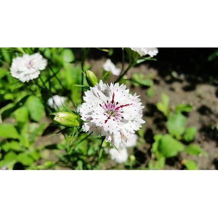 LAMINATED POSTER Carnation Dianthus White Sweet William Dianthus Poster Print 24 x 36