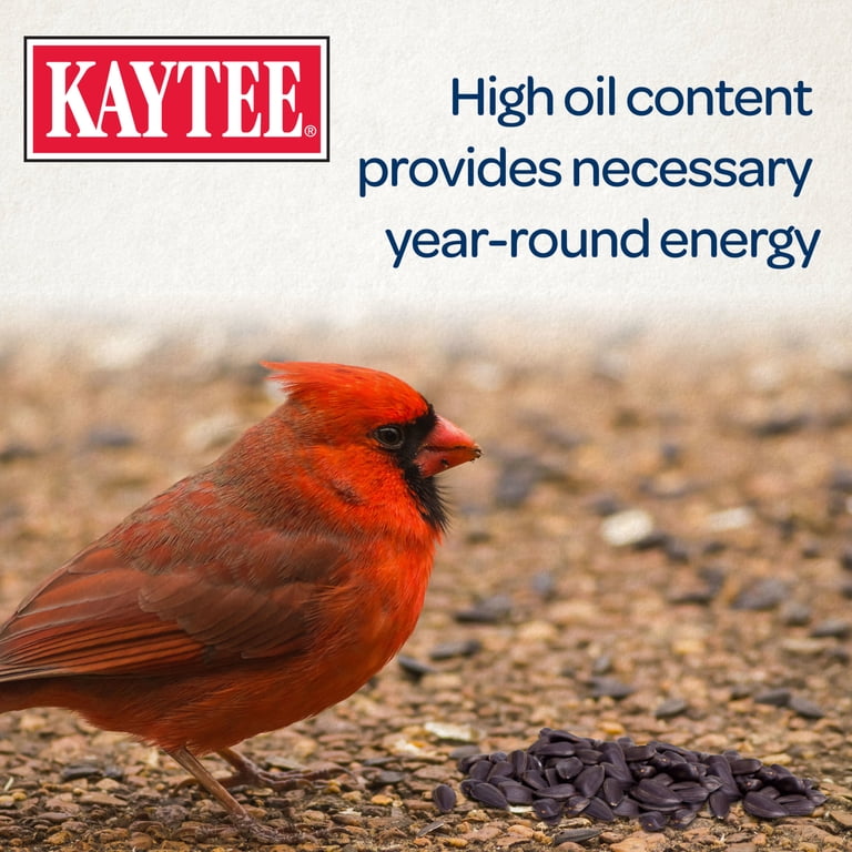 Kaytee Black Oil Sunflower Wild Bird Food, 5 Lb photo 5
