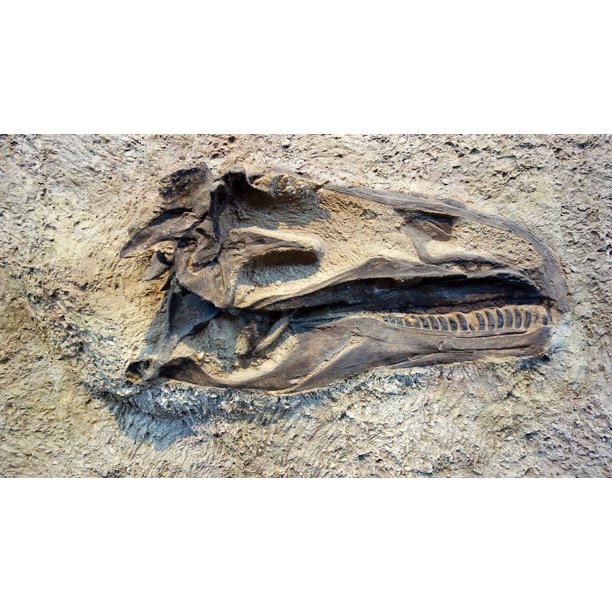 excavating dinosaur bones