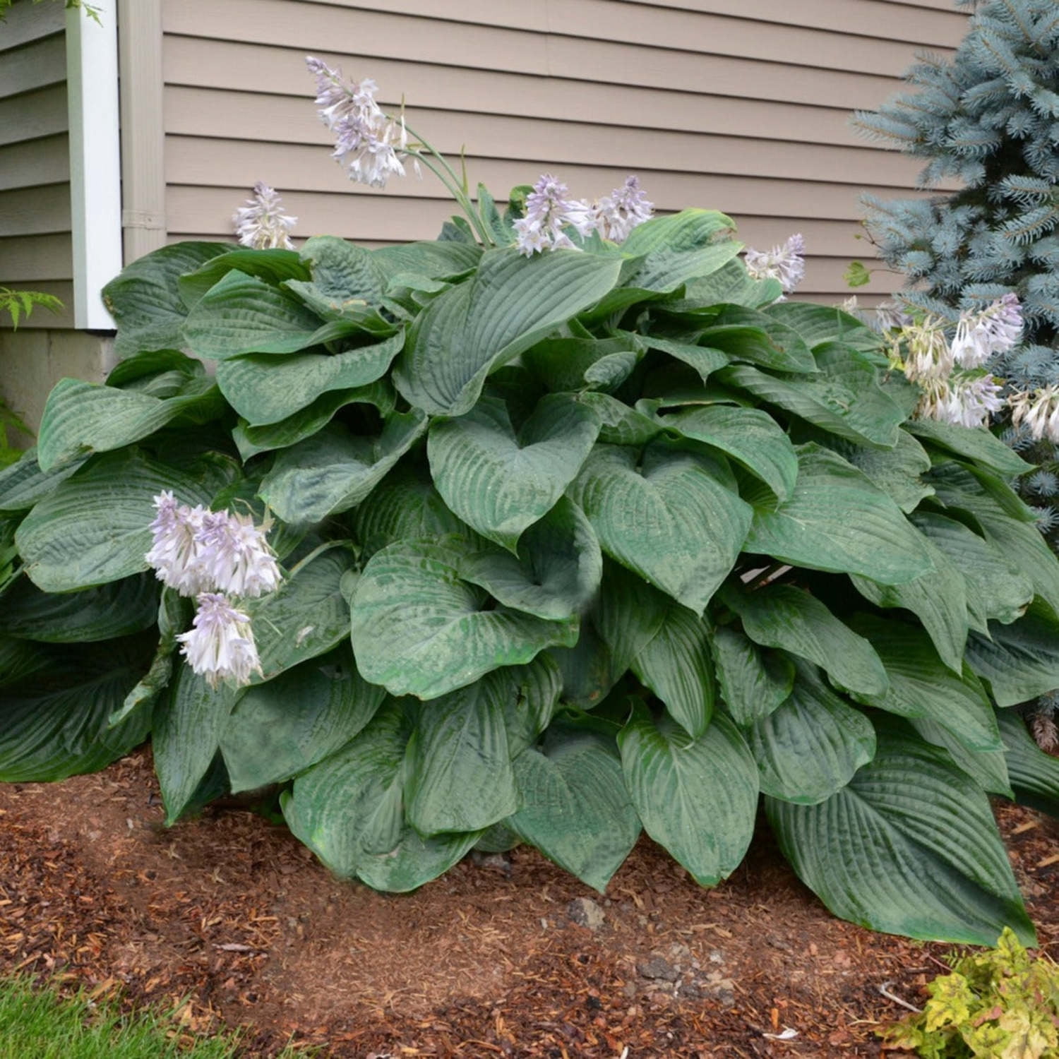Proven Winners 6" Shadowland 'Empress Wu' Hosta Live Plant in 6.5" Pot