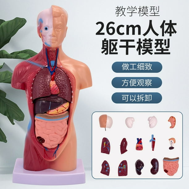 Human Body Model For Kids, 15 Pcs 28cm High Human Torso Anatomy Model With Heart Head Brain Skeleton Model, Ages 8 , Medical Learning Tool, Preschool And School Education Display