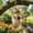 style E-1PCS, variant on 3PCS Wooden Hummingbird House for Outside Hanging,Natural Pine Hummingbirds House for Nature Lovers,Natural Hummingbird Nest with Fiber Ropes,Wild Bird Nest with Perch for Porch,Patio and Garden Yard