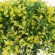 thumbnail image 5 of Jardín de Hadas Árbol Modelo Árboles Bonsai Micro Paisaje Jardín de Bricolaje Amarillo verde CUTICAT Árbol de Diorama ferroviario, 5 of 8