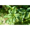 thumbnail image 3 of 300 MEXICAN Mint MARIGOLD Spanish Tarragon Tagetes Lucida Flower Herb Seeds, 3 of 10