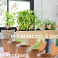 thumbnail image 5 of 60 etiquetas de plantas de bambú con rotulador, etiquetas de vivero de forma caliente para semillas en macetas, hierbas, flores y verduras, 5 of 5